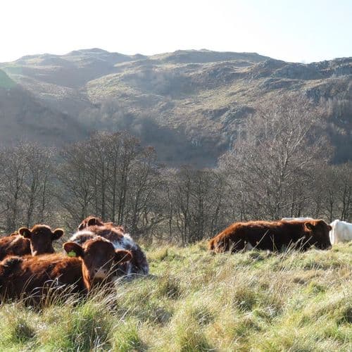 Gowbarrow Hall Farm Cumbria