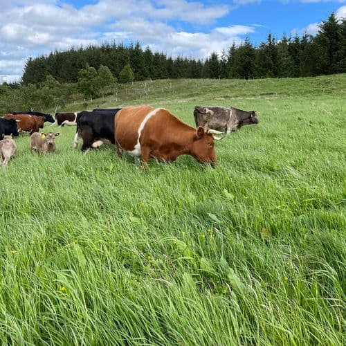 Grampian Graziers by Nikki Yoxall