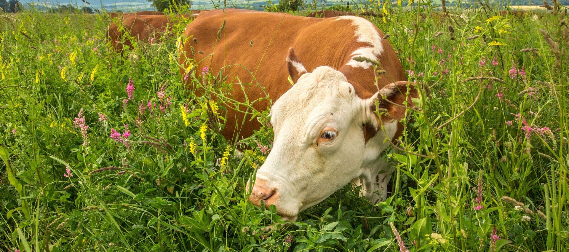 Cotswold Beef by Ian Boyd