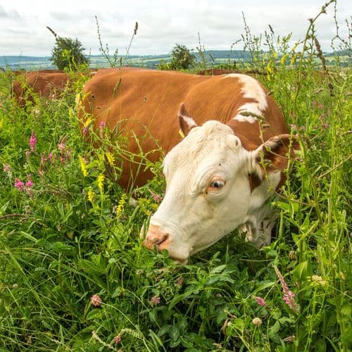 Cotswold Beef by Ian Boyd
