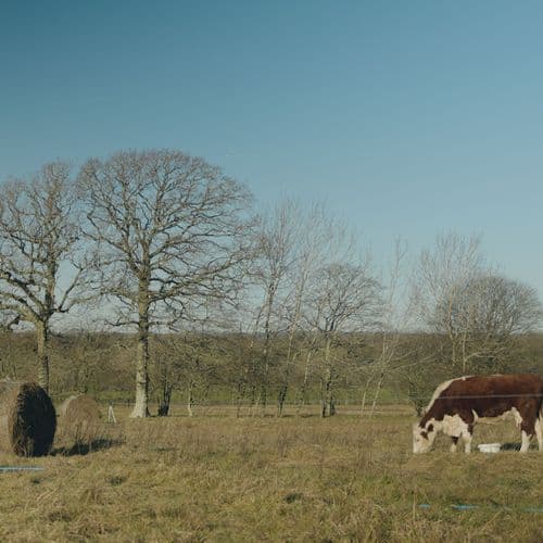 Glossary of Livestock Farming (A-Z)