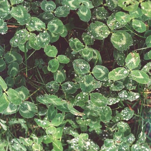 Approved Deersbrook Farm & Farm Shop