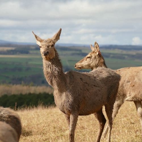 Red Deer, Certified Whitriggs Farm