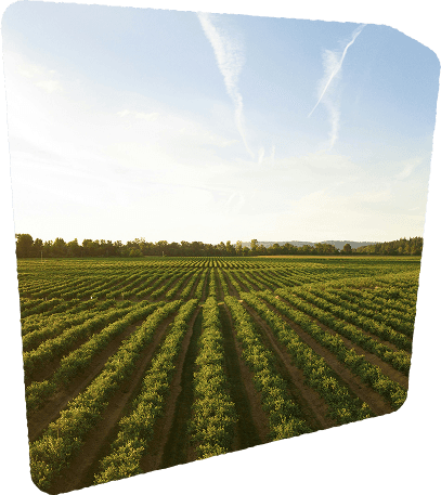 Crops