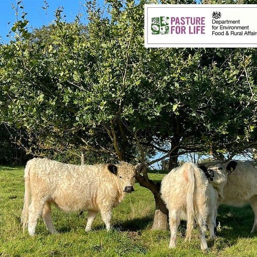 meta image for Farming with Boundaries, Trees, and Cattle: A Walk at Lidham Farm