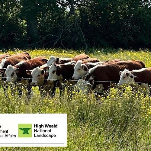 meta image for Return to Springham – How the Farm is Progressing after 4 Years