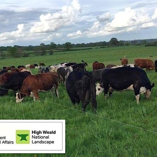 meta image for Outwintering Cattle on Challenging High Weald Soils