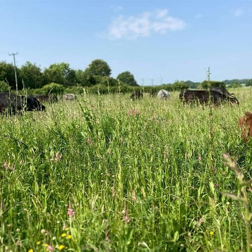 meta image for Climate Resilience Through Regenerative Farming