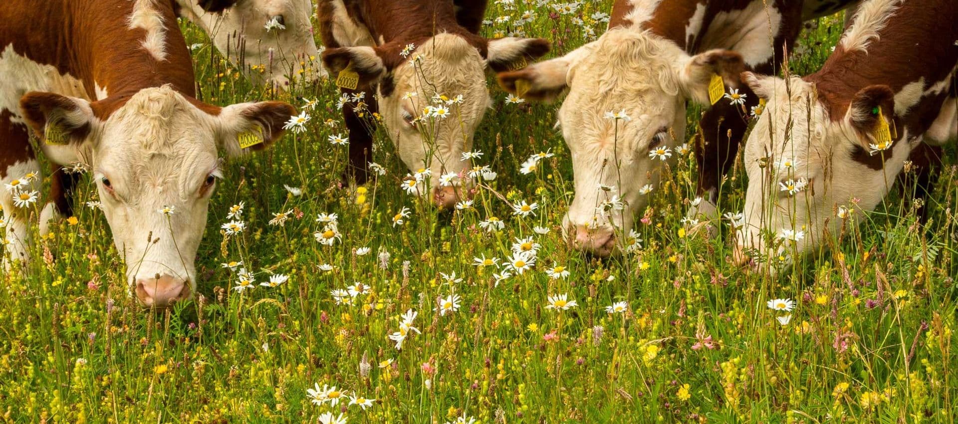 Test Farm main image