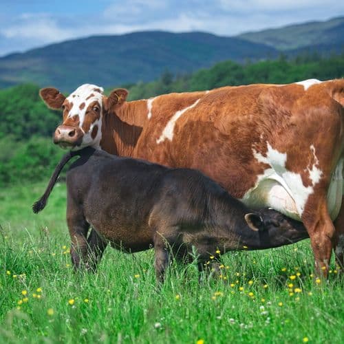 Animal Health and Welfare Plan