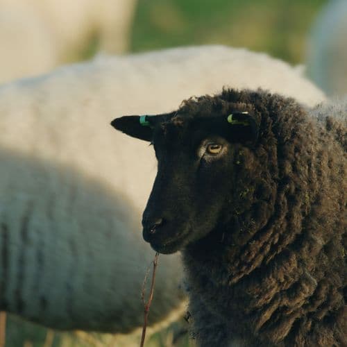 Plaw Hatch Farm Sheep - Photo by Mairi Eyres